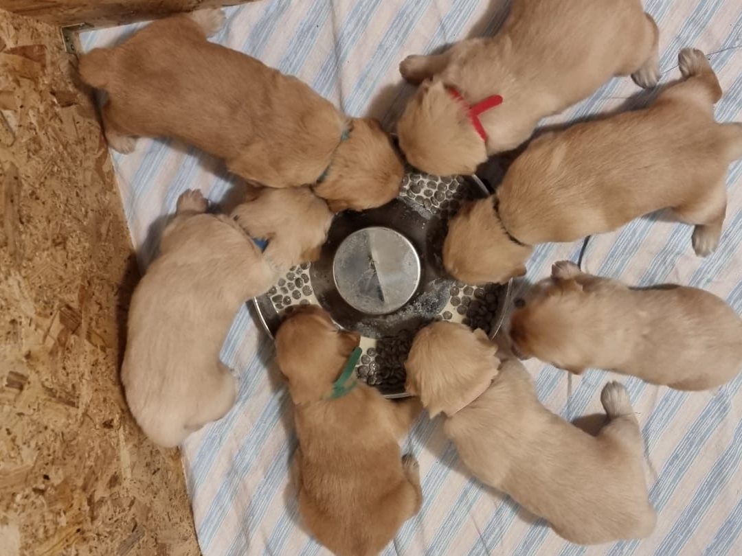 Cuccioli di golden retriever appena nati intorno alla ciotola, ognuno con un filo colorato al collo