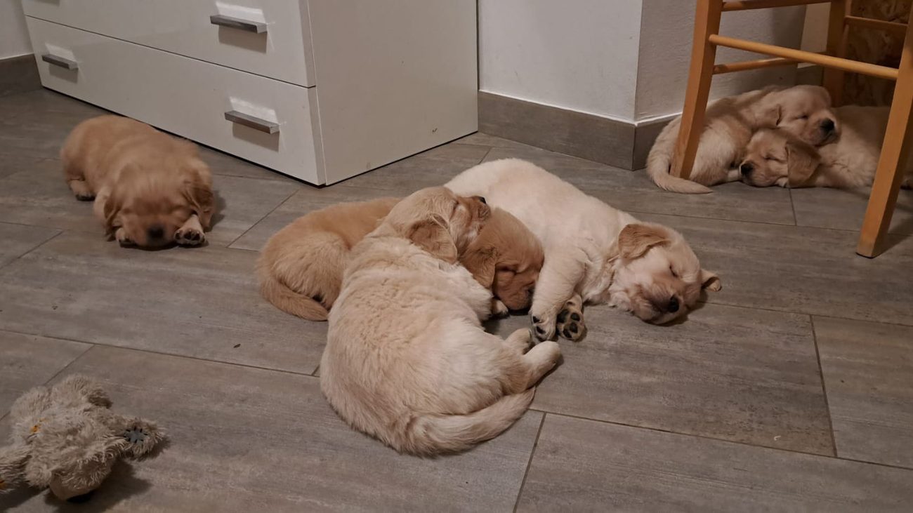 I cuccioli in casa