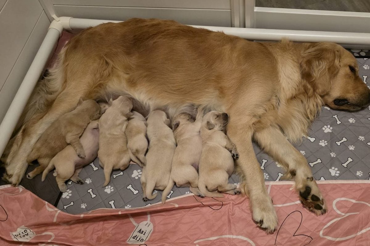 Rosita con la sua nidiata di cuccioli di golden retriever