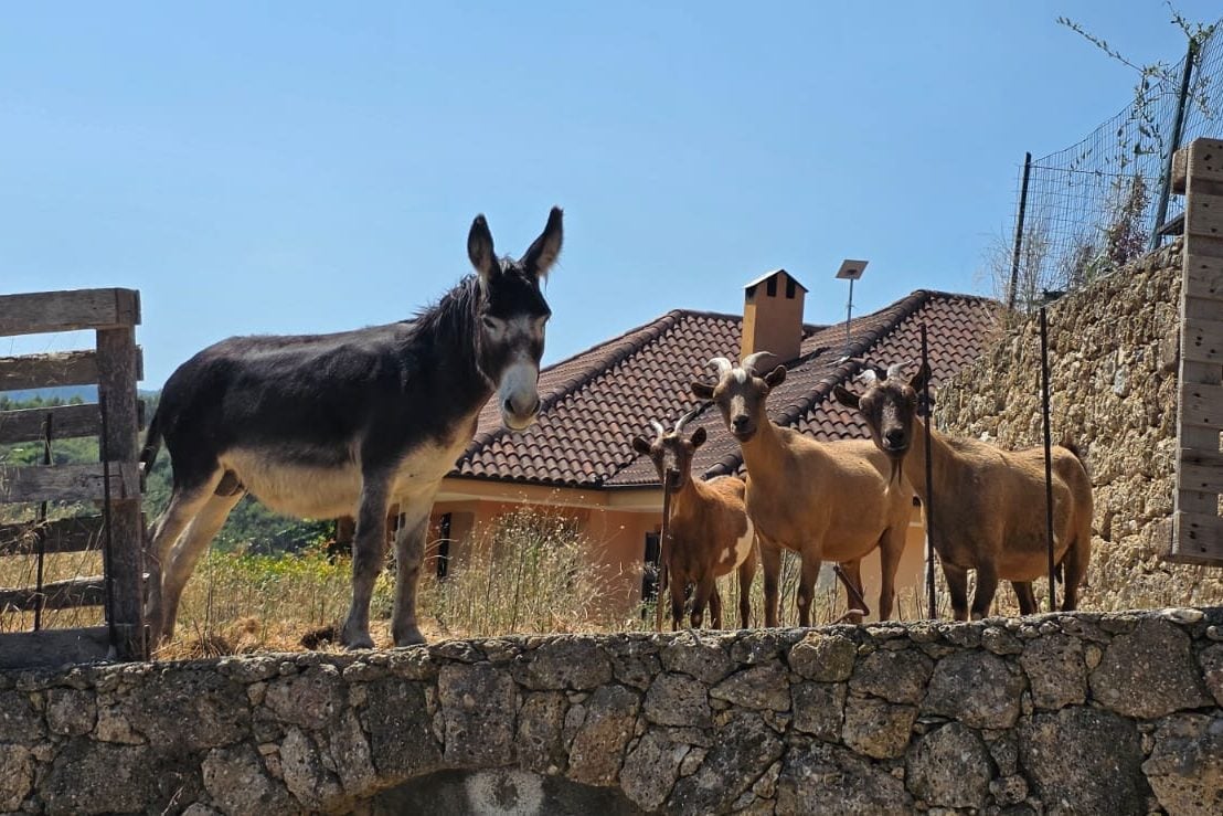 L'asino e le capre del Podere La Torre